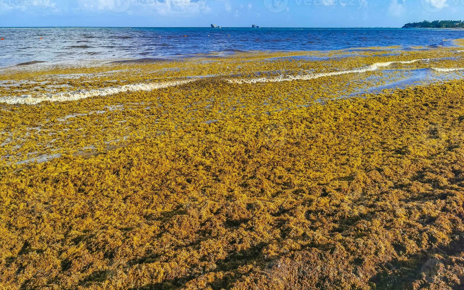 Beautiful Caribbean beach totally filthy dirty nasty seaweed problem Mexico. photo