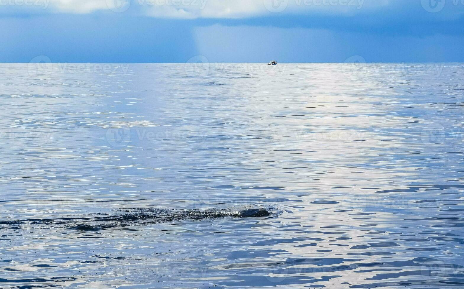 Huge whale shark swims on the water surface Cancun Mexico. photo