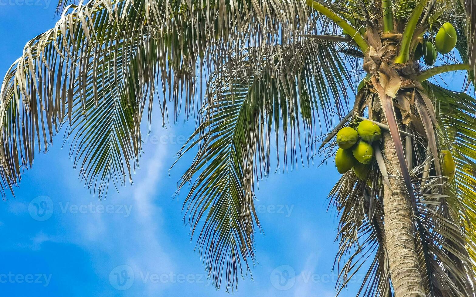 Tropical palm trees coconuts blue sky in Tulum Mexico. photo