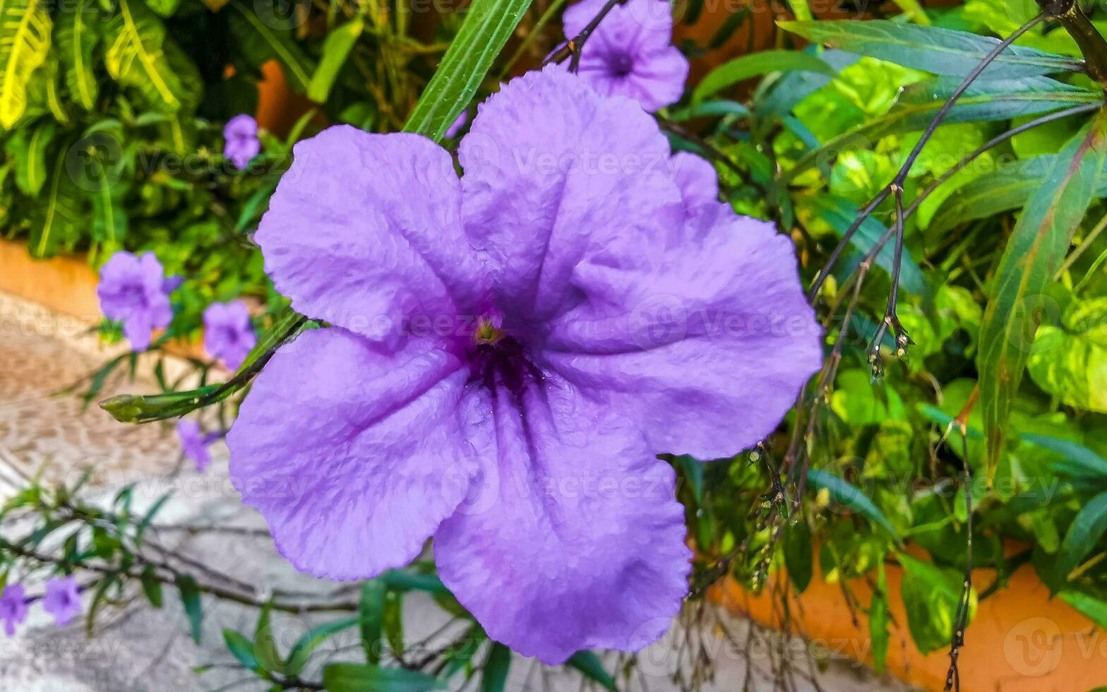 Purple pink flower Brittons Wild Petunia Mexican Bluebell Petunia Mexico. photo