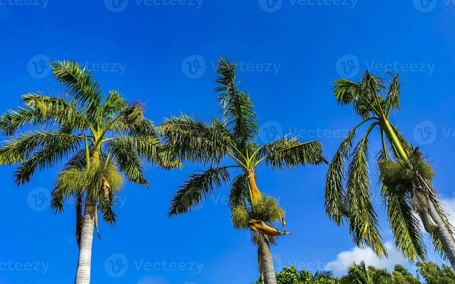 Tropical natural palm tree palms blue sky in Mexico. photo