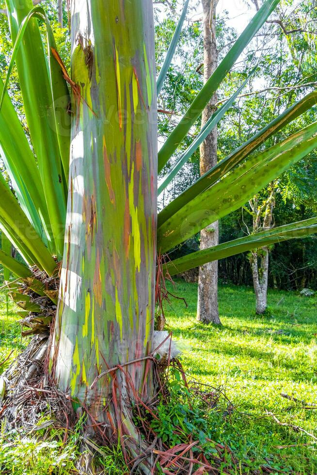 Eucalyptus tree trees colorful bark mountains and forests Costa Rica. photo