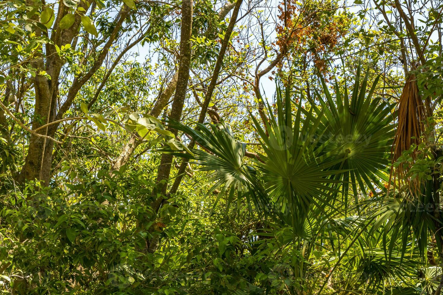 Tropical forest jungle nature Caribbean exotic palm trees plants Mexico. photo