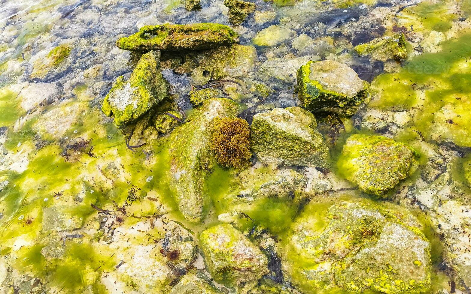 Stones rocks corals turquoise green blue water on beach Mexico. photo