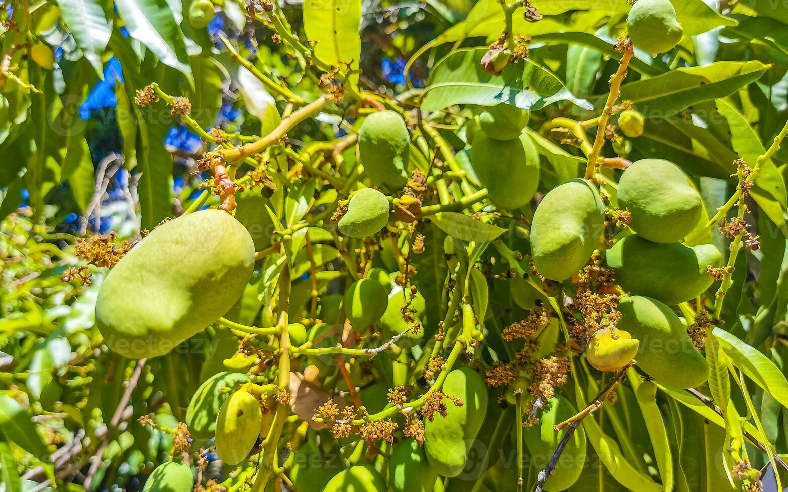 Green and yellow mangoes ripen and hang on mango tree. photo