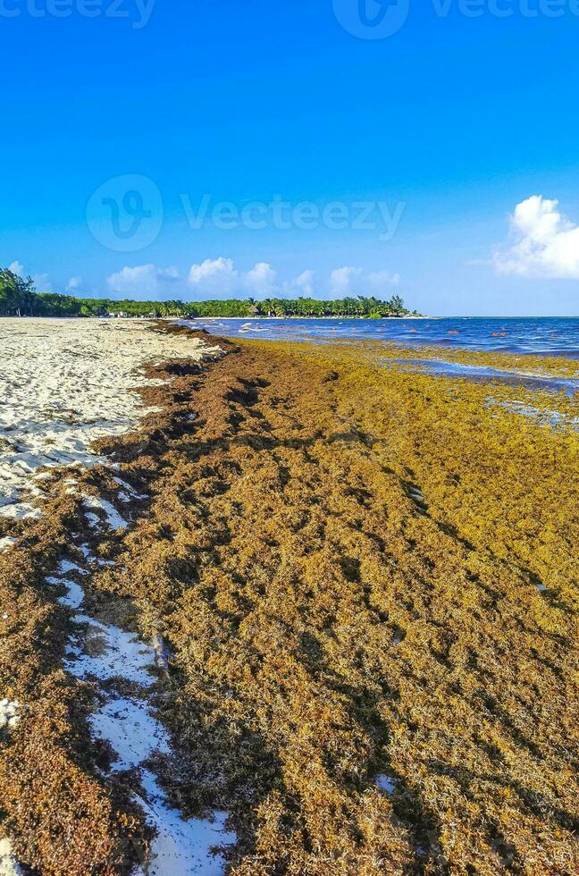 Beautiful Caribbean beach totally filthy dirty nasty seaweed problem Mexico. photo