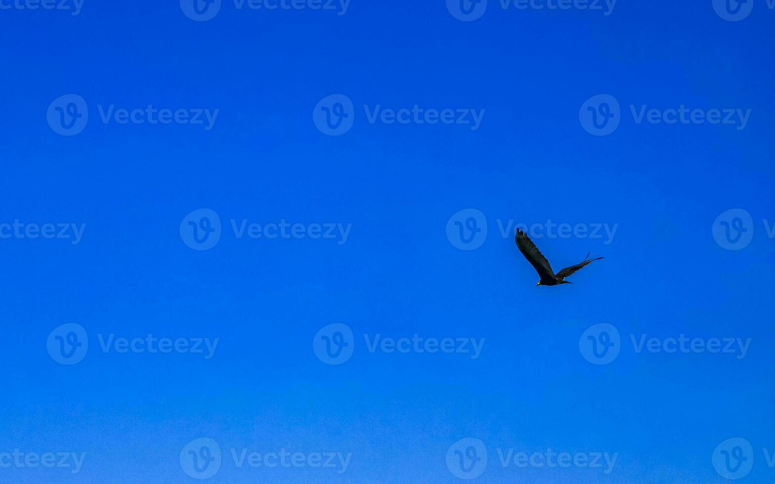 Flying vulture eagle bird of prey in blue sky Mexico. photo