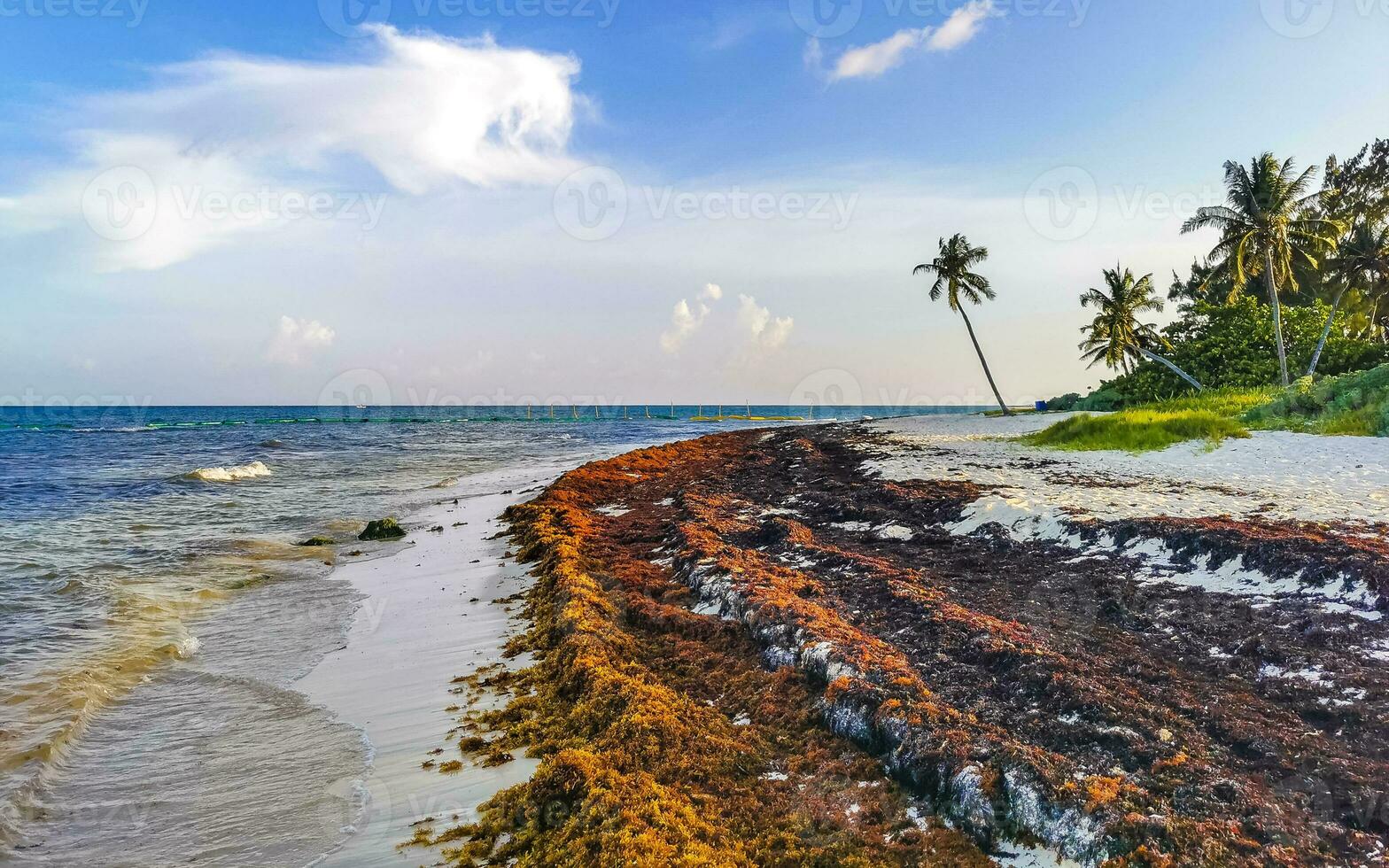 Beautiful Caribbean beach totally filthy dirty nasty seaweed problem Mexico. photo