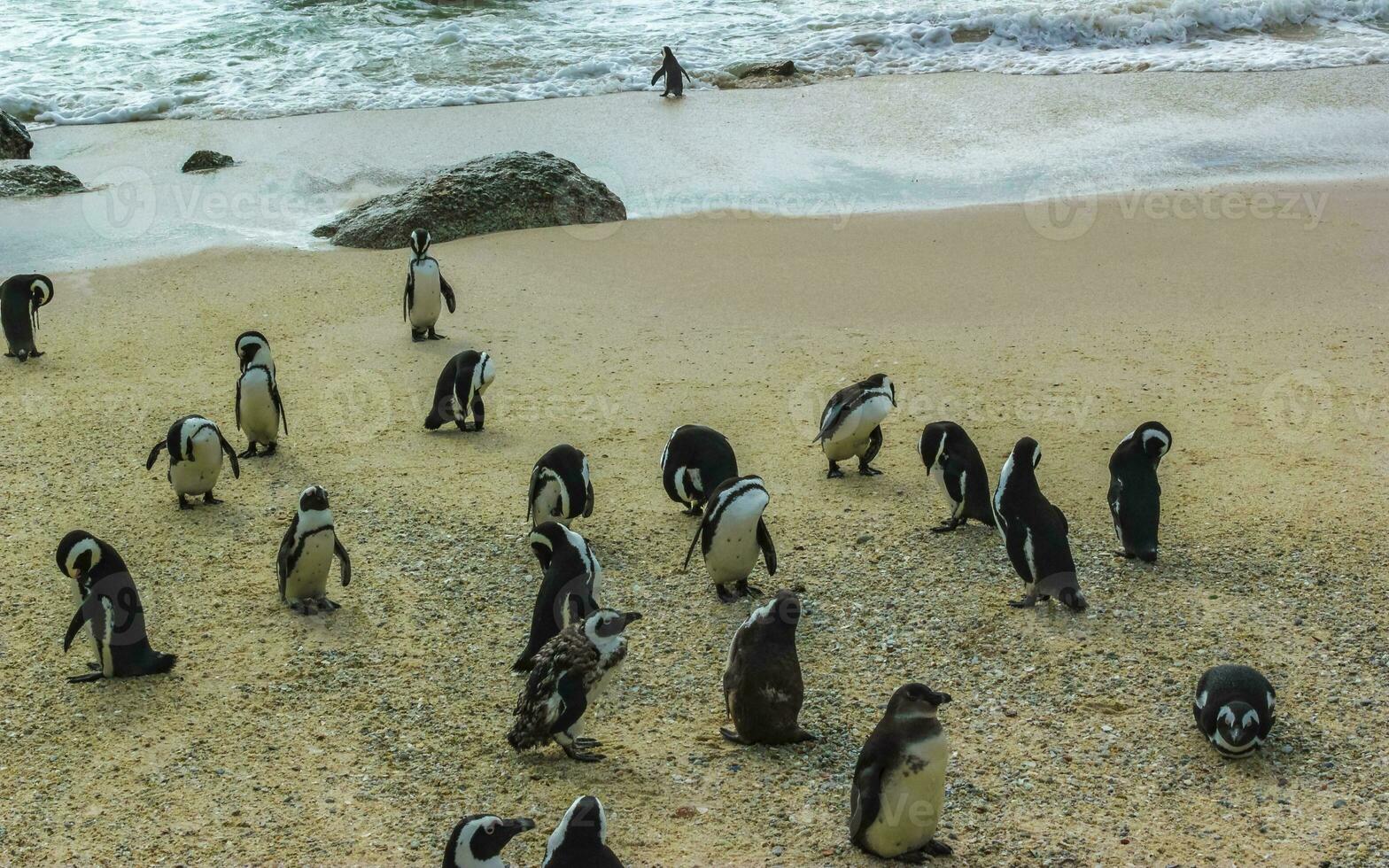 South african penguins colony of spectacled penguins penguin Cape Town. photo