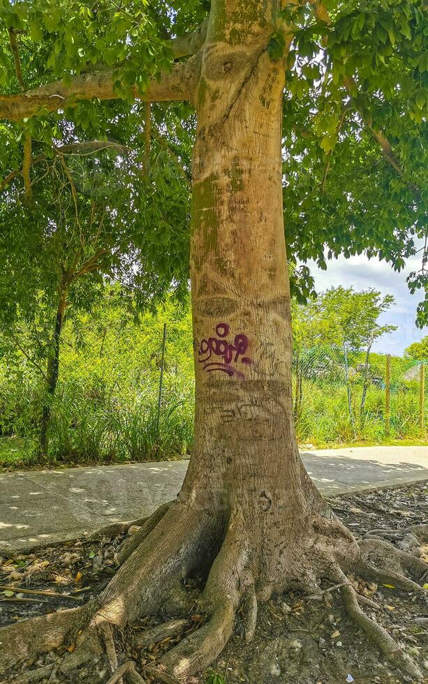 Huge beautiful Kapok tree Ceiba tree with spikes in Mexico. photo