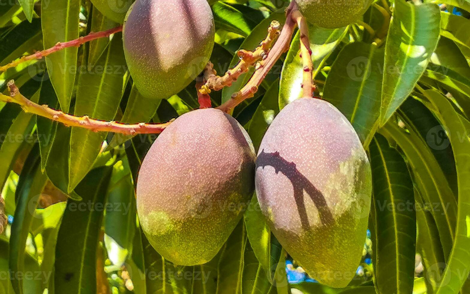 Green and yellow mangoes ripen and hang on mango tree. photo