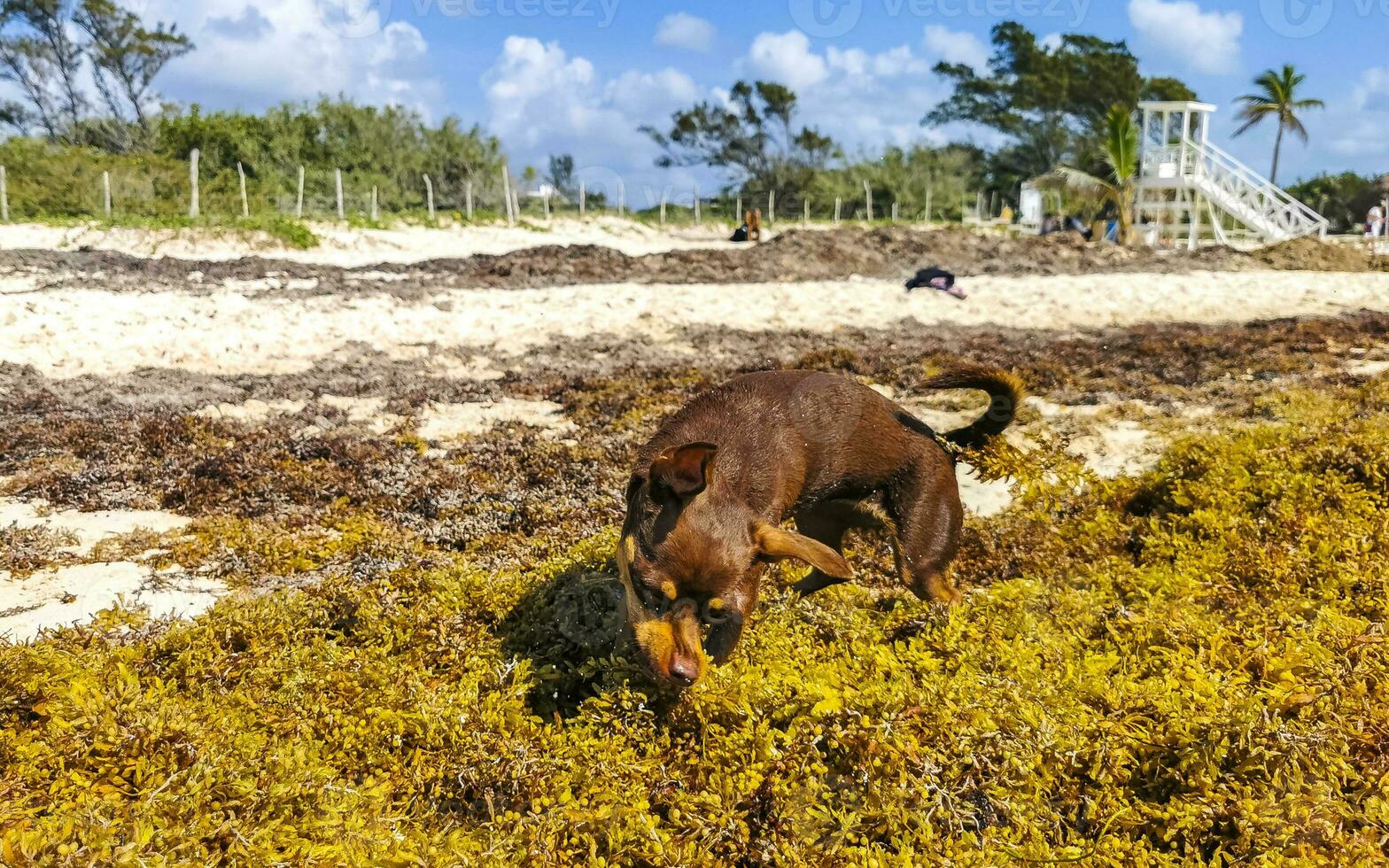 Brown cute funny dog play playful on the beach Mexico. photo