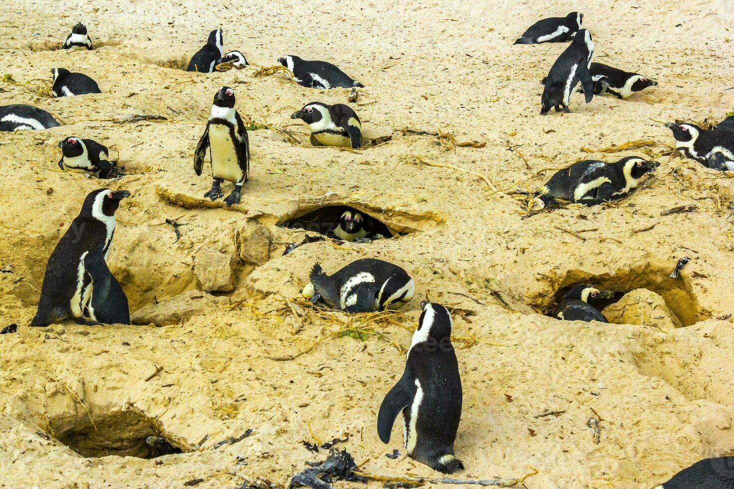 South african penguins colony of spectacled penguins penguin Cape Town. photo