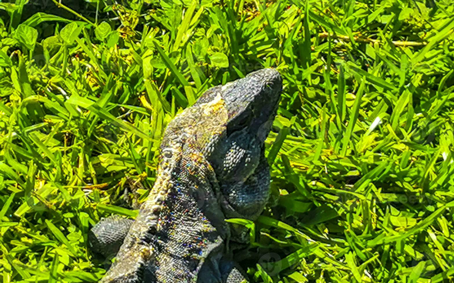 Iguana on grass Tulum ruins Mayan site temple pyramids Mexico. photo