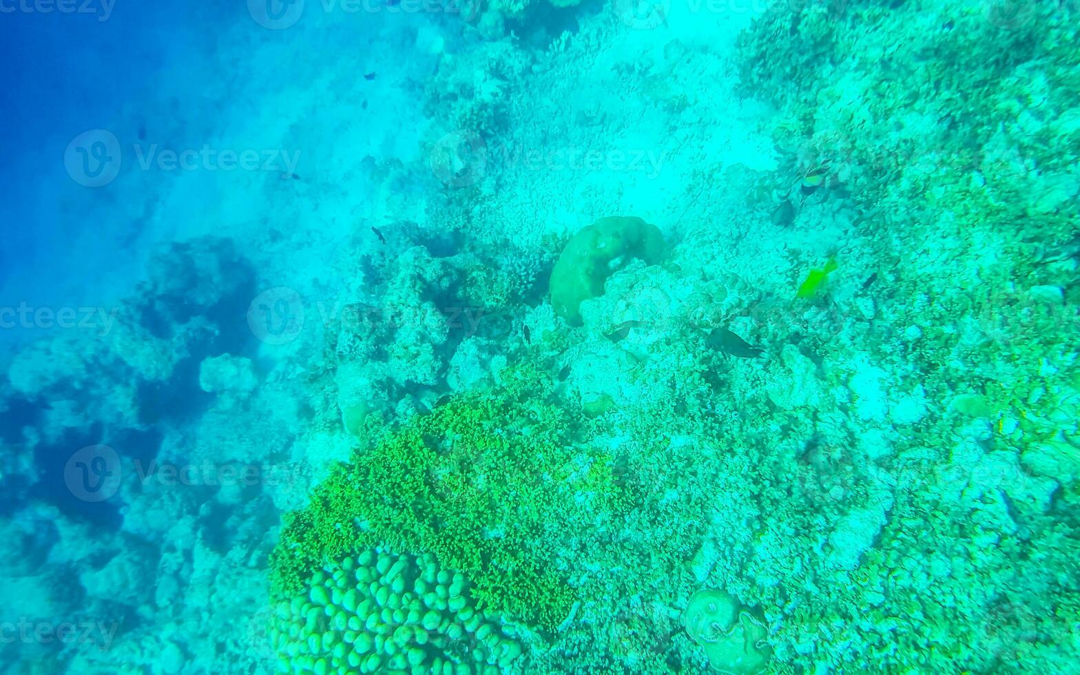 Snorkeling underwater views fish Corals turquoise water Rasdhoo island Maldives. photo