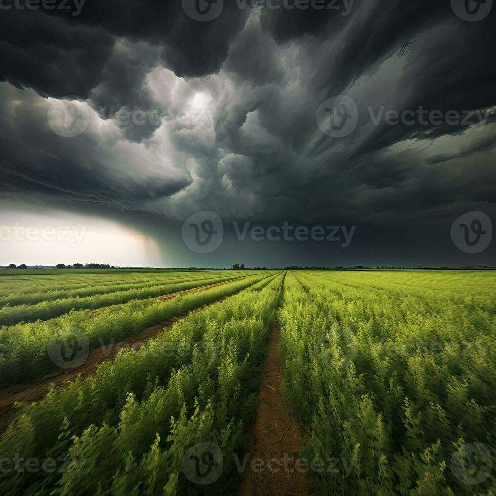 Tormentoso cielo verde campo foto