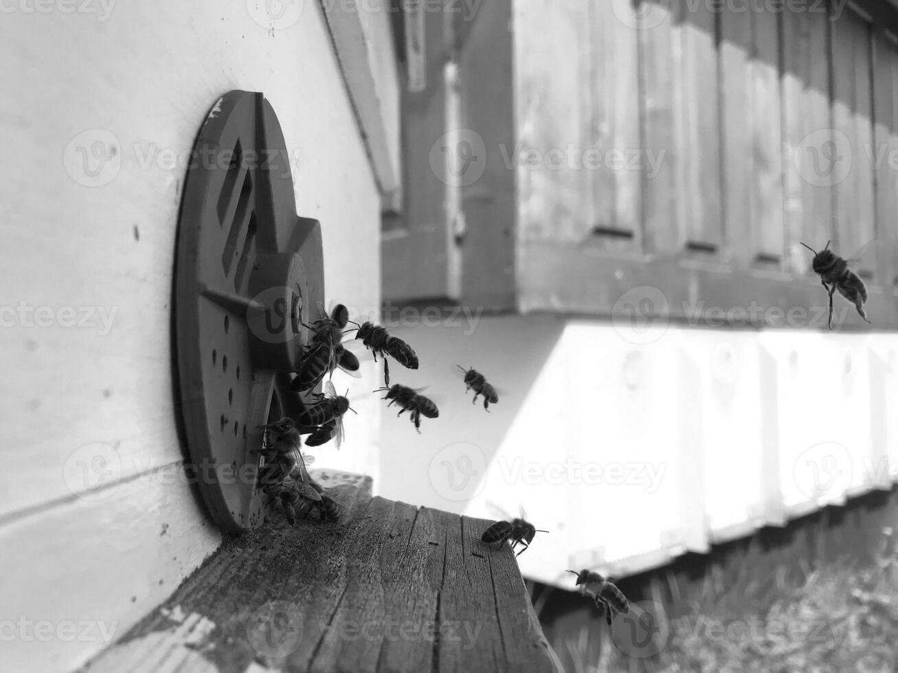 abeja alada vuela lentamente a la colmena recolecta néctar para la miel foto