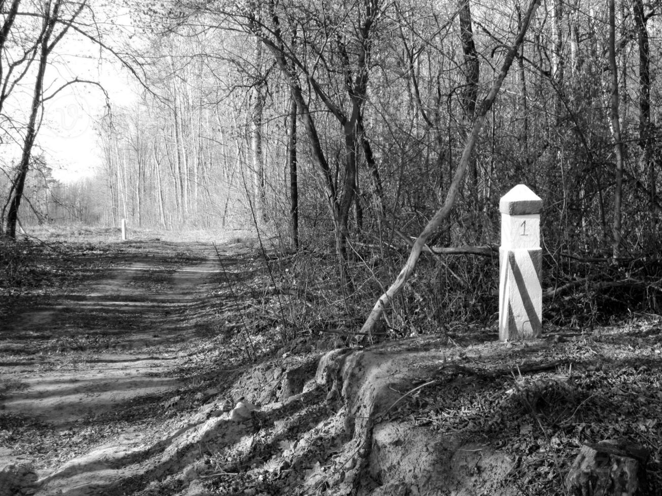 Beautiful photo shows an old broken tree