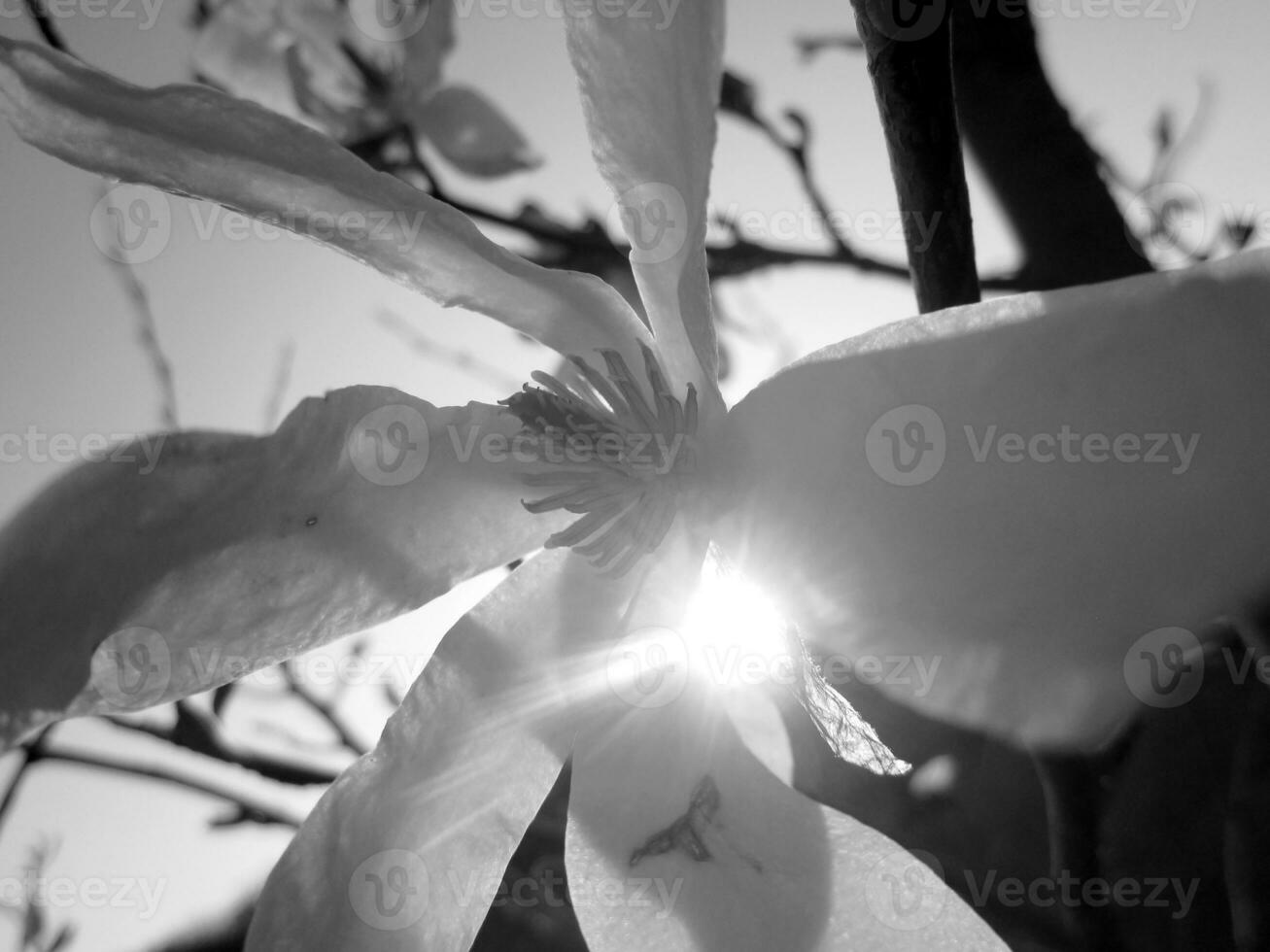 Wild beauty flower with nectar blooming photo