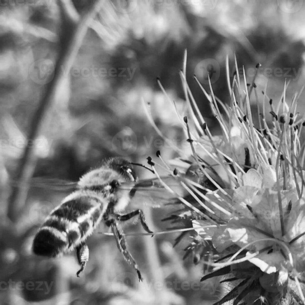 Winged bee slowly flies to the plant, collect nectar for honey on private apiary from flower photo