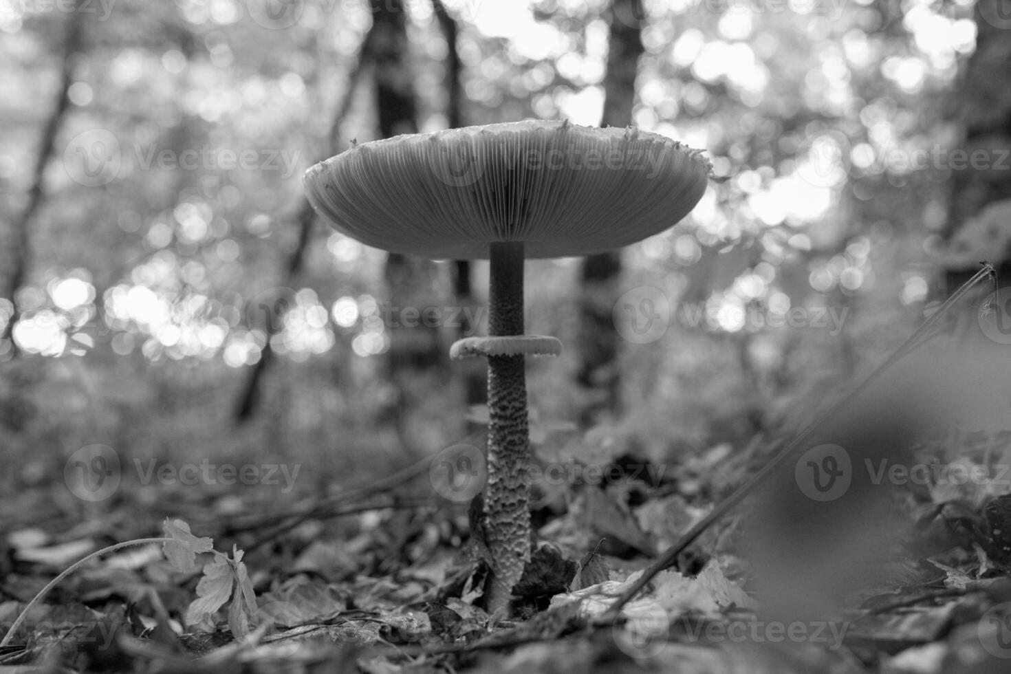 Photography to theme beautiful mushroom amanita Muscaria in forest photo