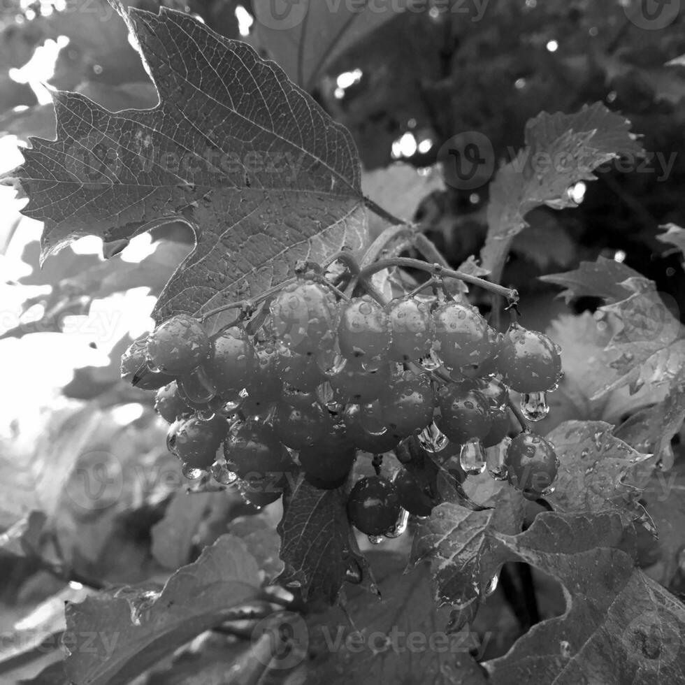 Viburnum de frutos rojos dulces que crecen en Bush con hojas verdes foto