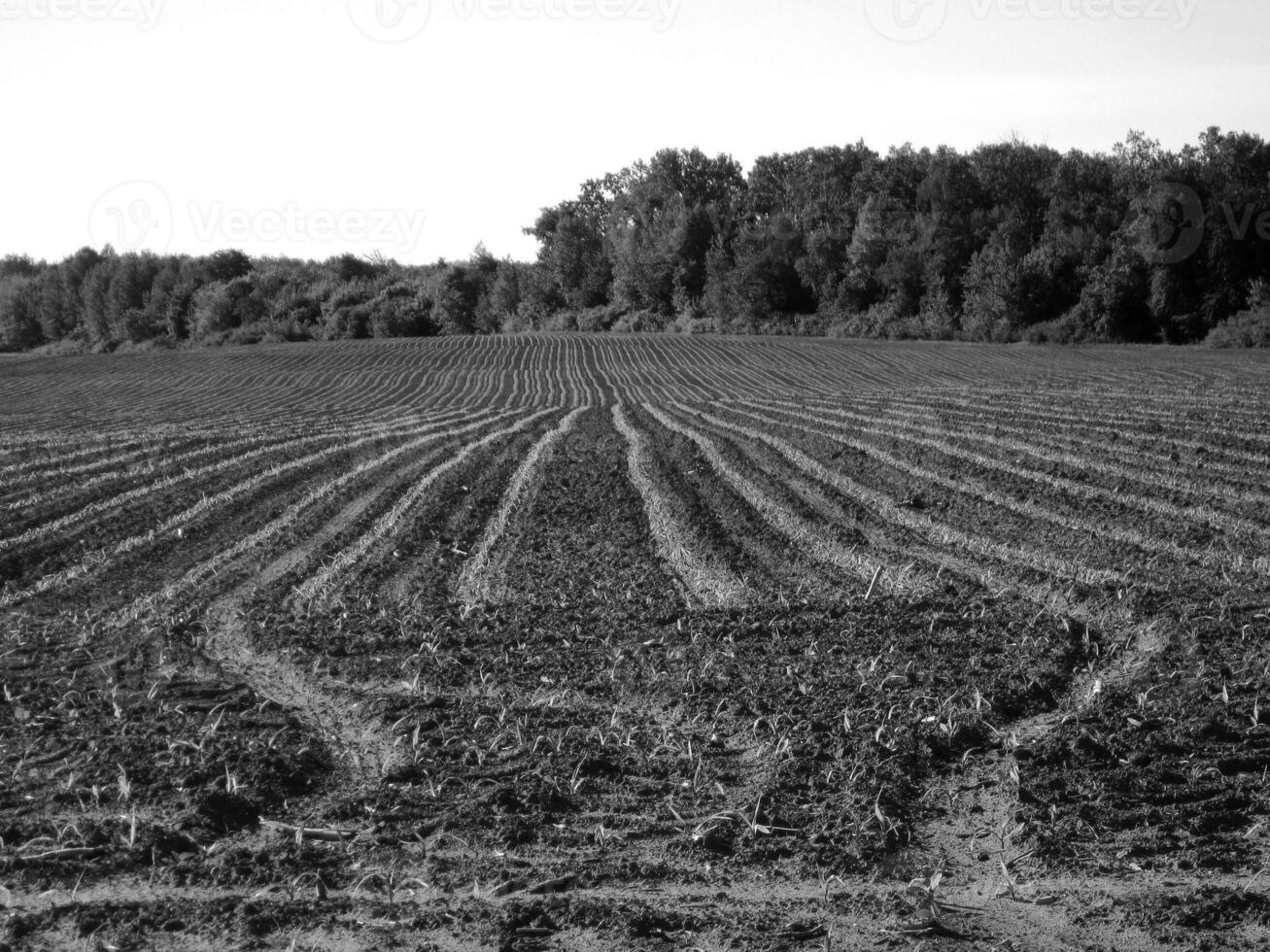 Plowed field for potato in brown soil on open countryside nature photo