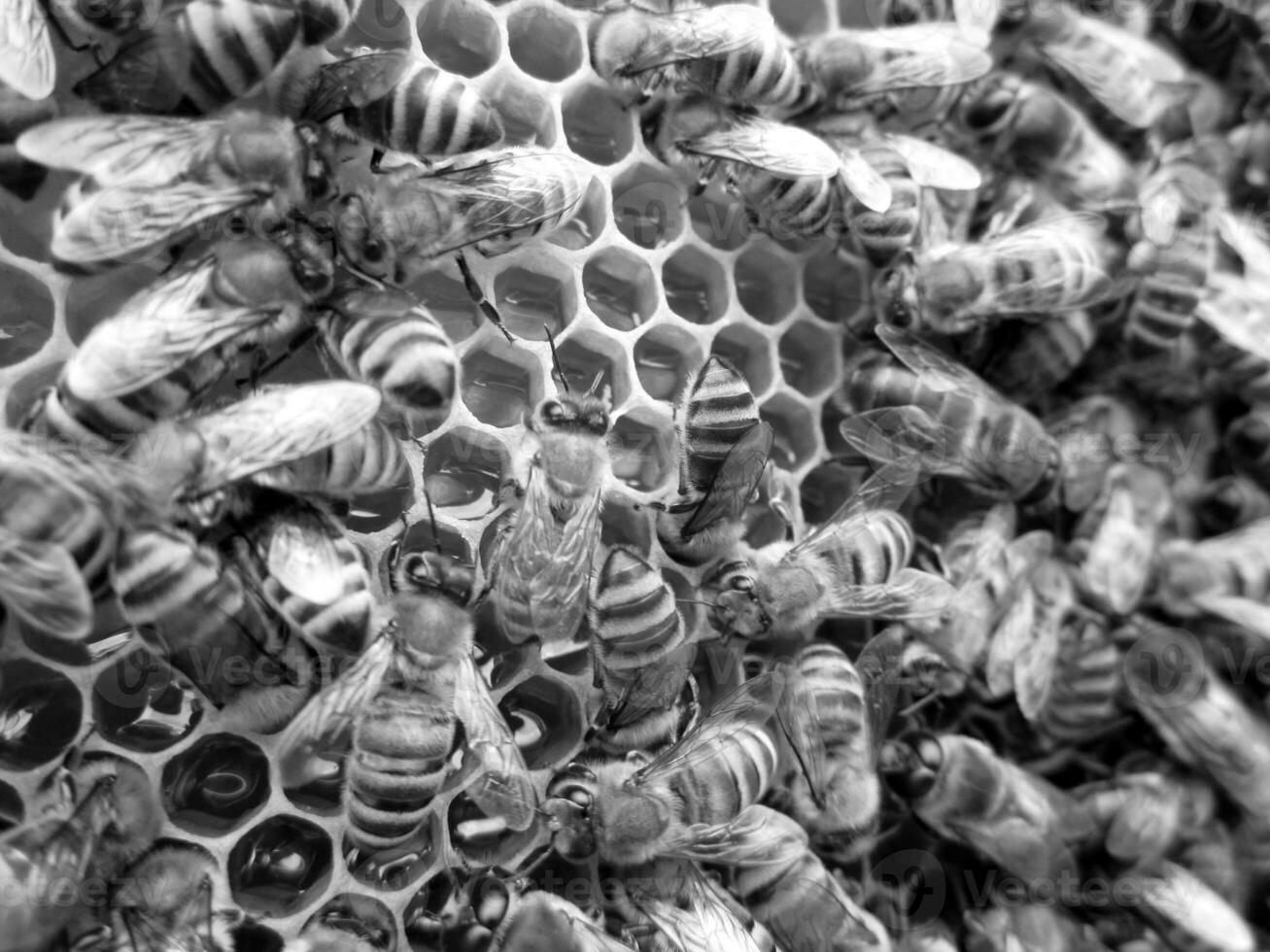 Abstract hexagon structure is honeycomb from bee hive photo