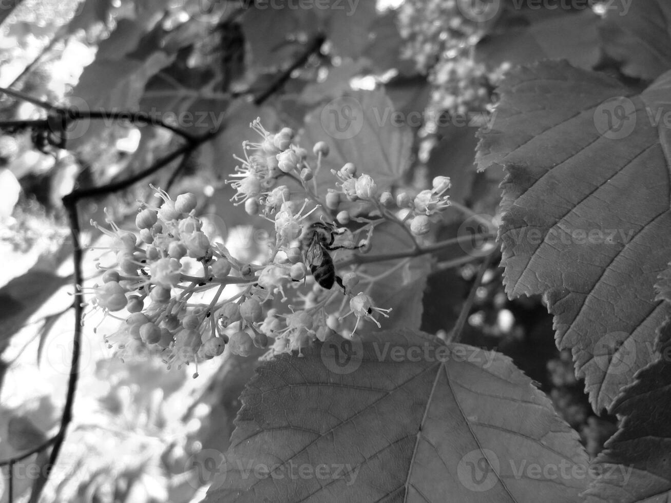 Winged bee slowly flies to the plant, collect nectar for honey photo