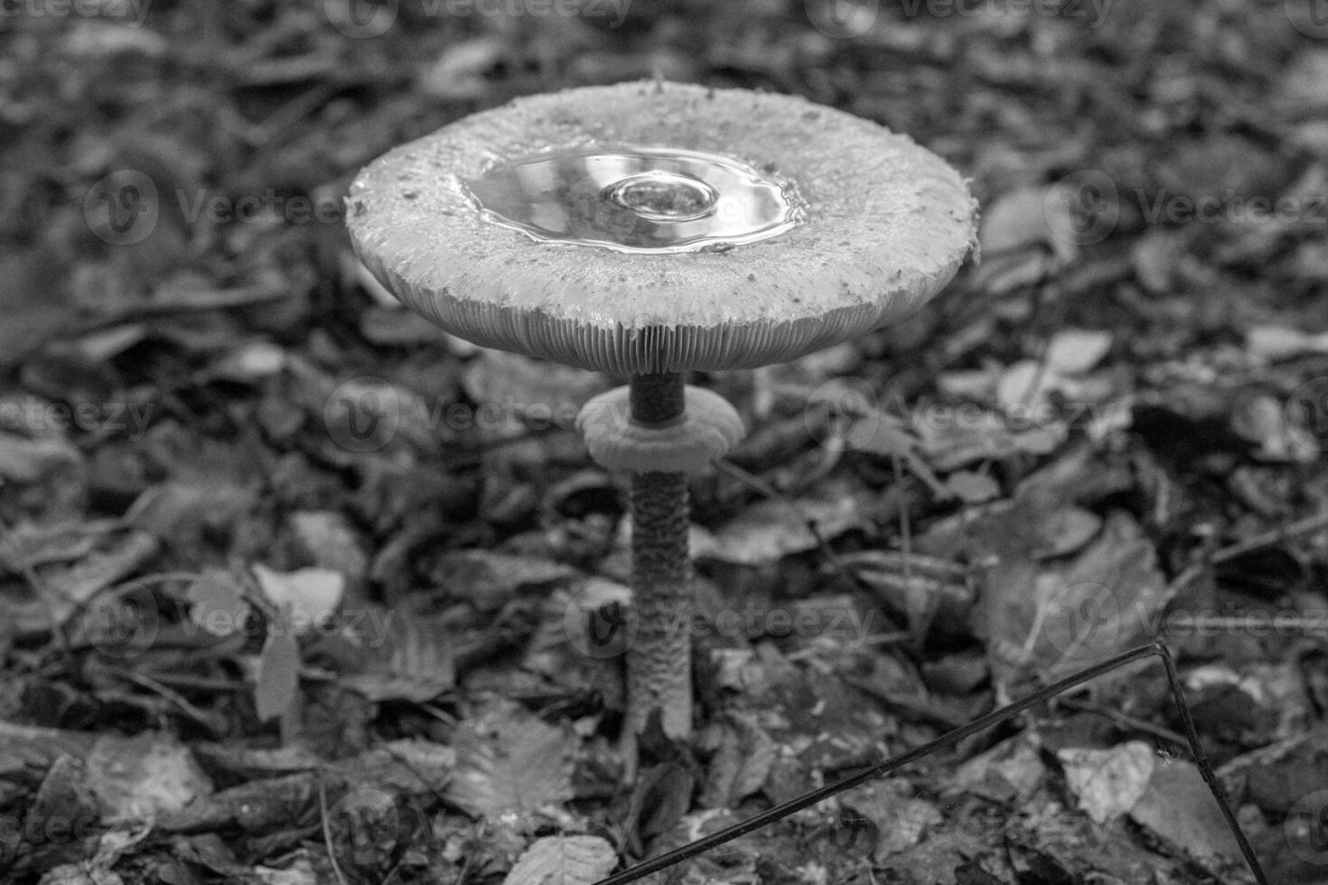 Photography to theme beautiful mushroom amanita Muscaria in forest photo