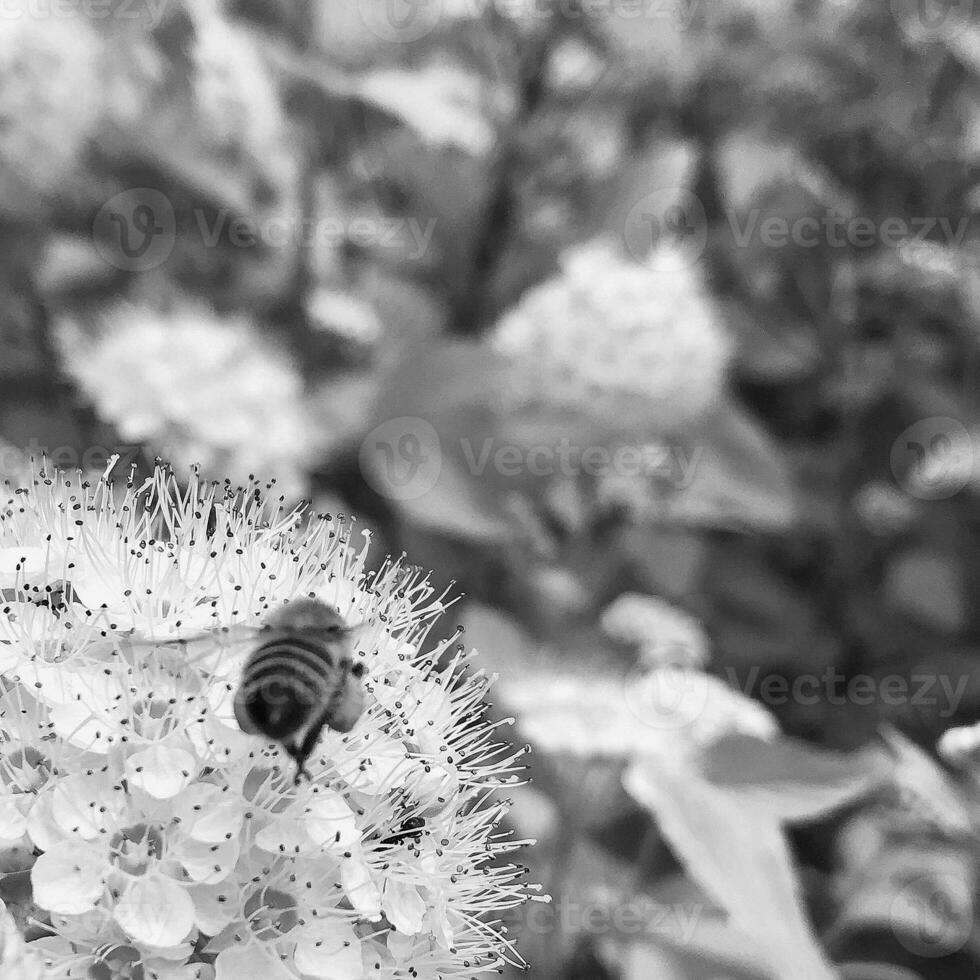 Winged bee slowly flies to the plant, collect nectar for honey on private apiary from flower photo