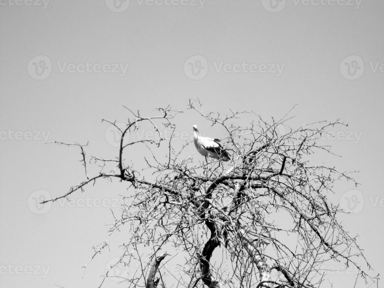 Hermoso pájaro cigüeña con alas se sienta en la rama del árbol viejo foto