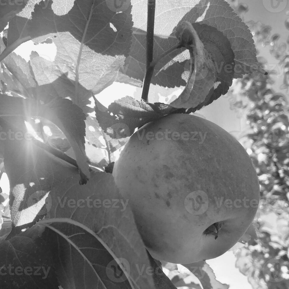 Manzana de fruta dulce que crece en árboles con hojas verdes foto