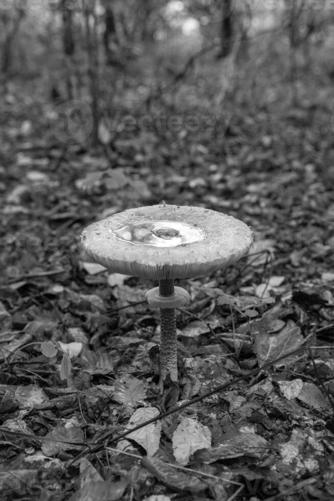 Photography to theme beautiful mushroom amanita Muscaria in forest photo