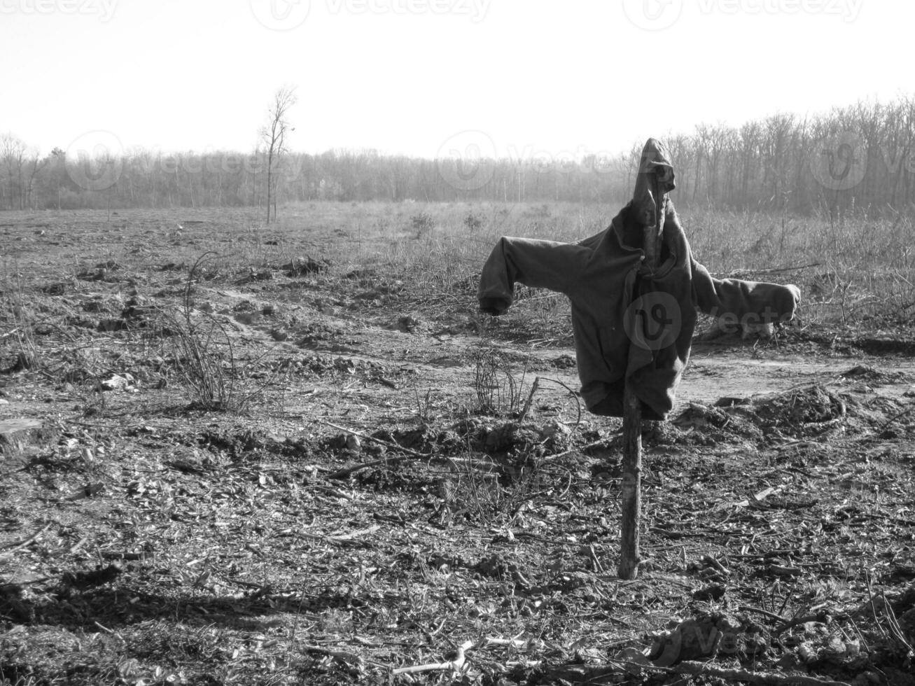 El espantapájaros aterrador en el jardín desalienta a los pájaros hambrientos foto