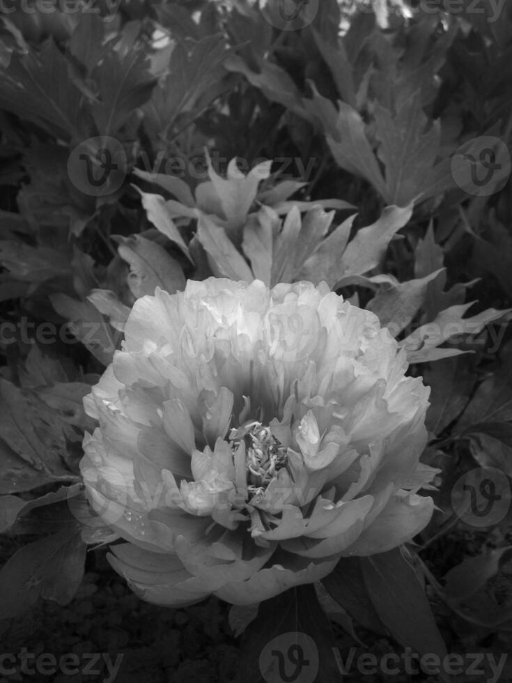 Wild beauty flower with nectar blooming photo