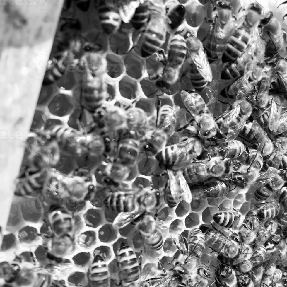 abeja alada vuela lentamente al panal recolecta el néctar foto
