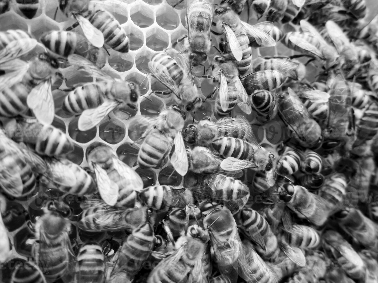 Abstract hexagon structure is honeycomb from bee hive photo