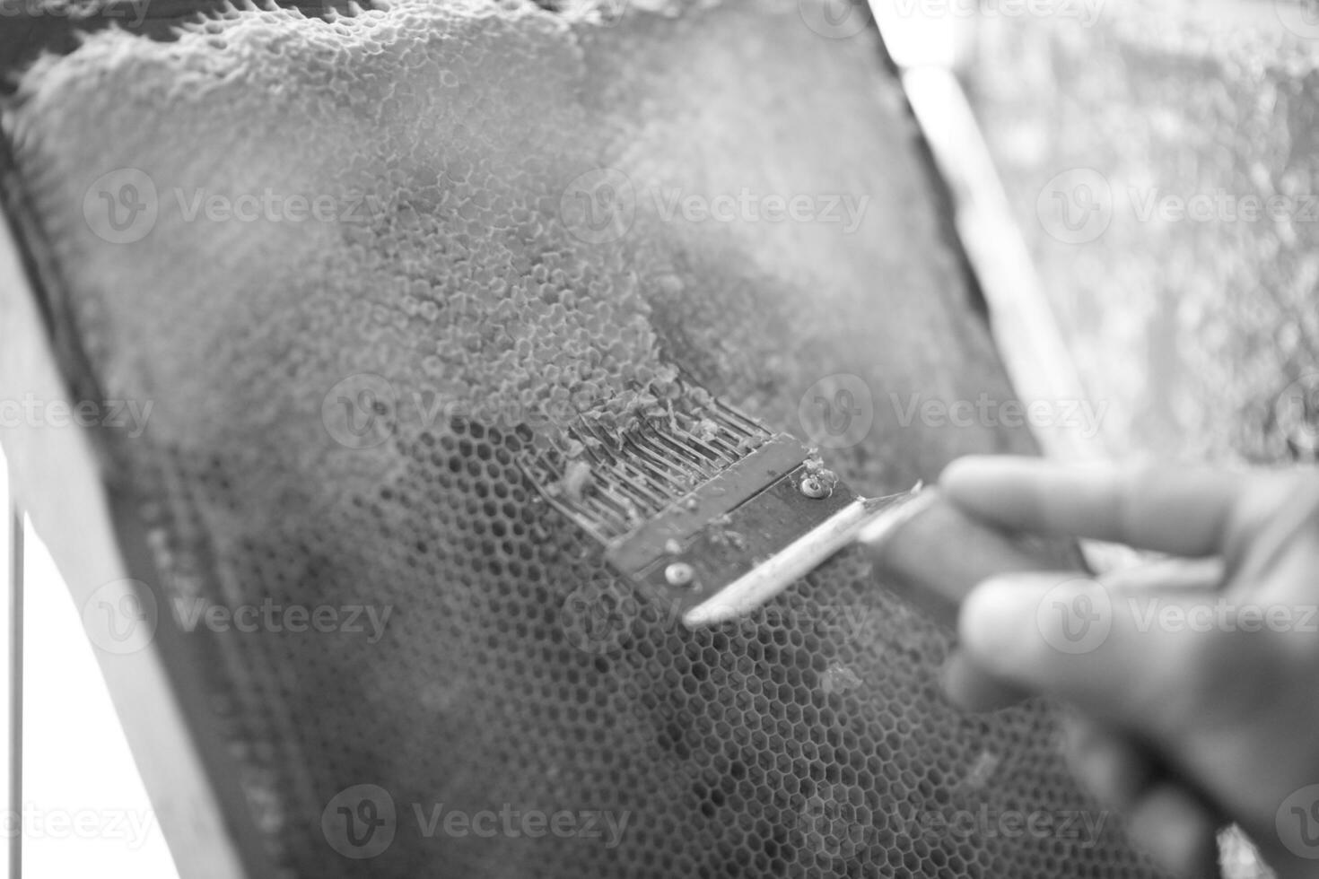 Abstract hexagon structure is honeycomb from bee hive photo