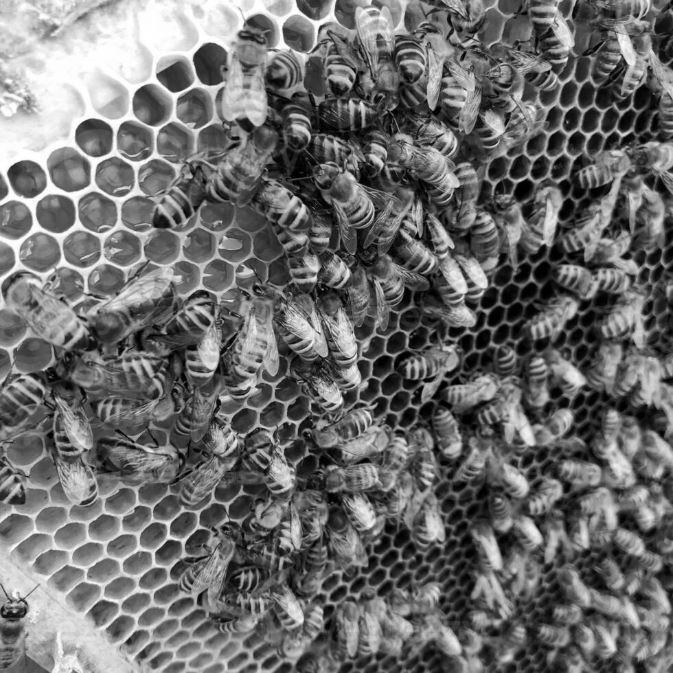 abeja alada vuela lentamente al panal recolecta néctar para miel en colmenar privado foto