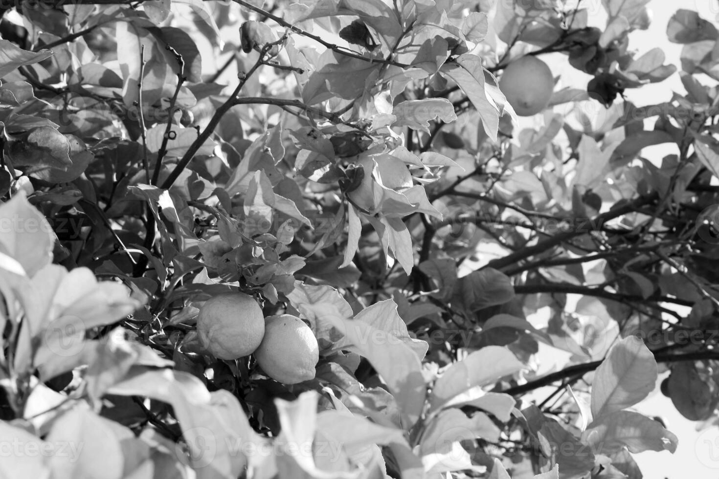 Bunches of fresh yellow ripe lemons on lemon tree photo