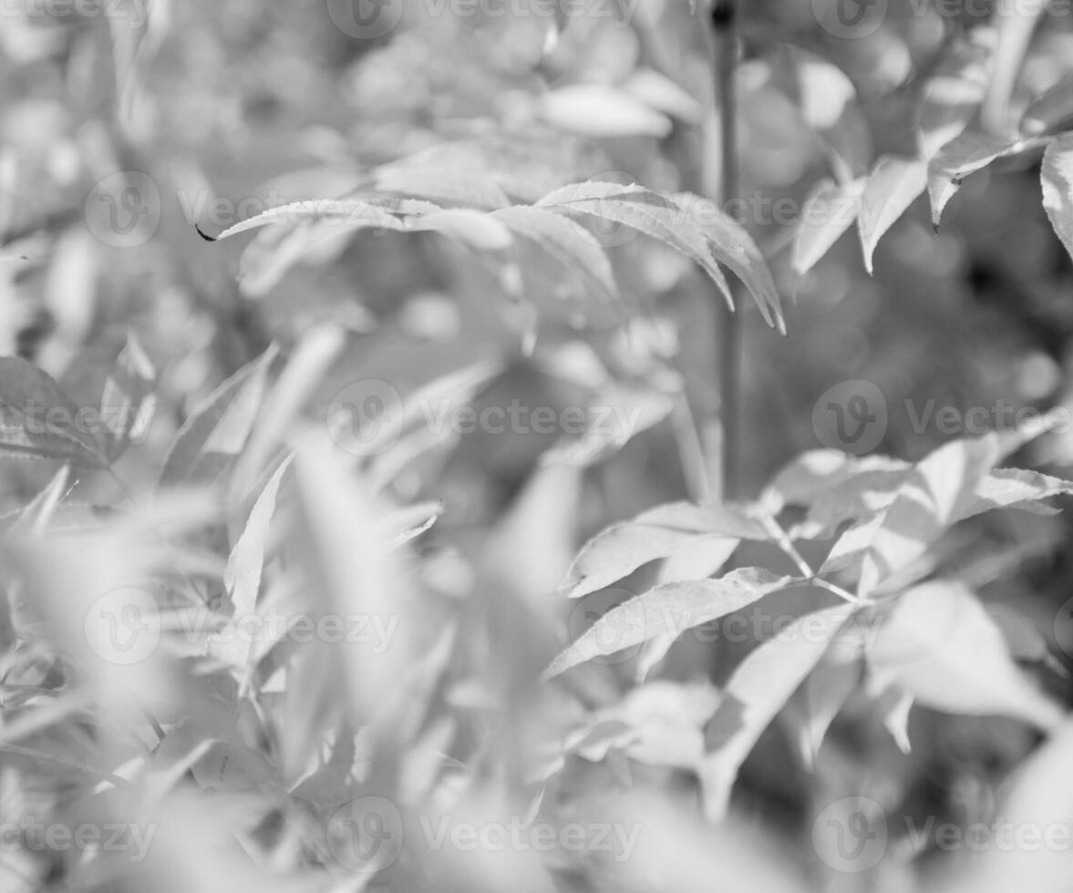 Photography to theme beautiful yellow maple leaves photo