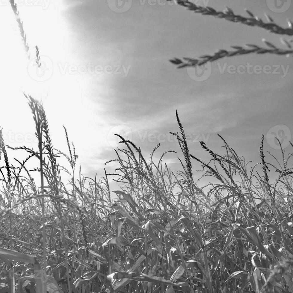 Field of wheat crop in brown soil on open countryside nature photo