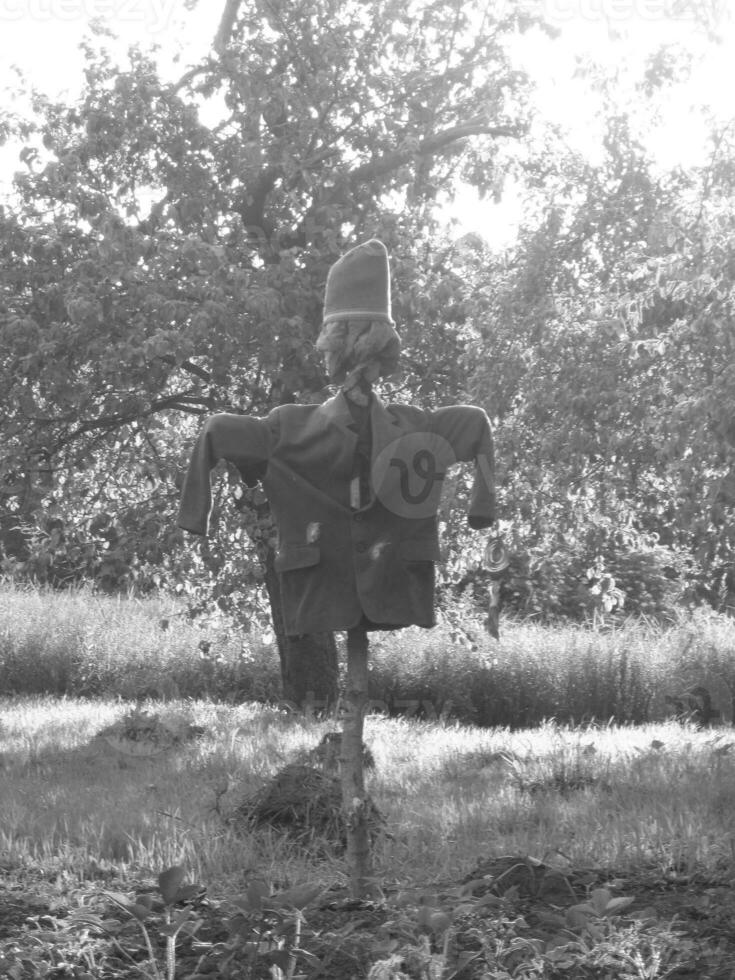 Scary scarecrow in garden discourages hungry birds photo