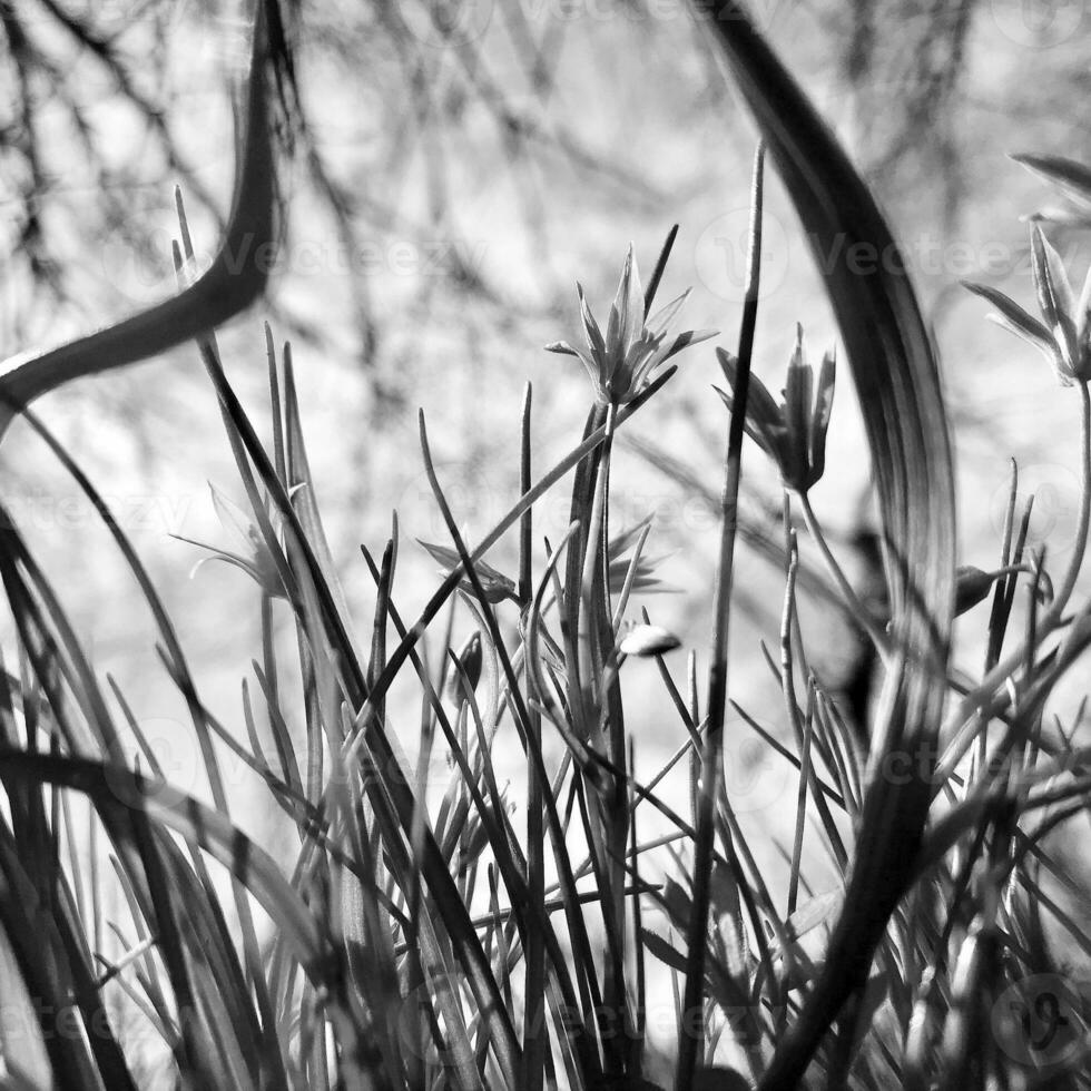 Blooming green leaves grass flower, living natural nature photo