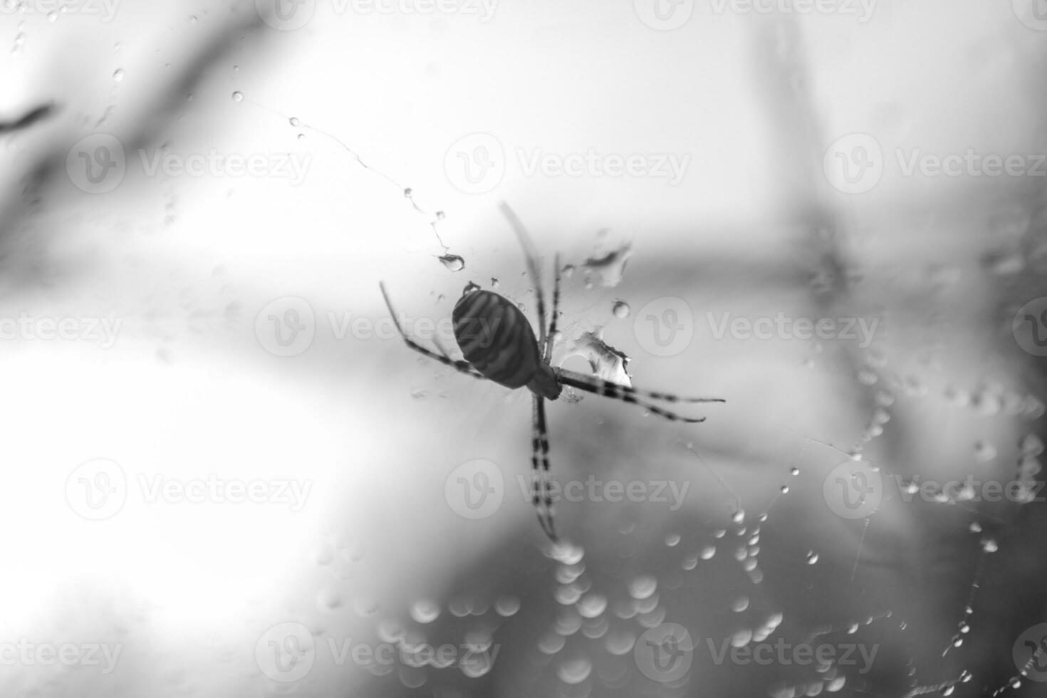 Photography to theme big tabby spider on dew web photo