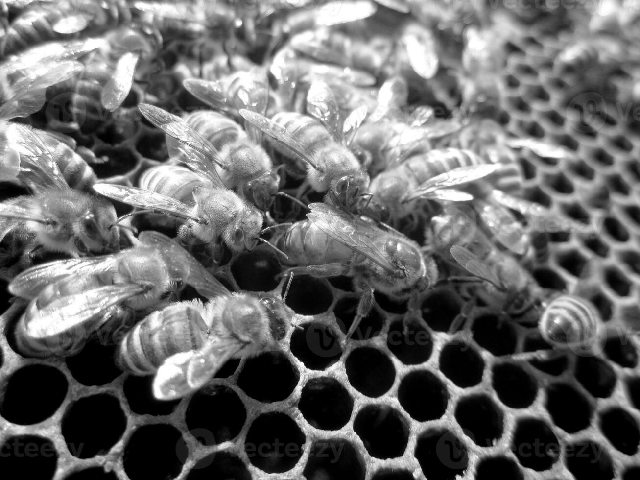 La estructura hexagonal abstracta es un panal de abejas de la colmena. foto