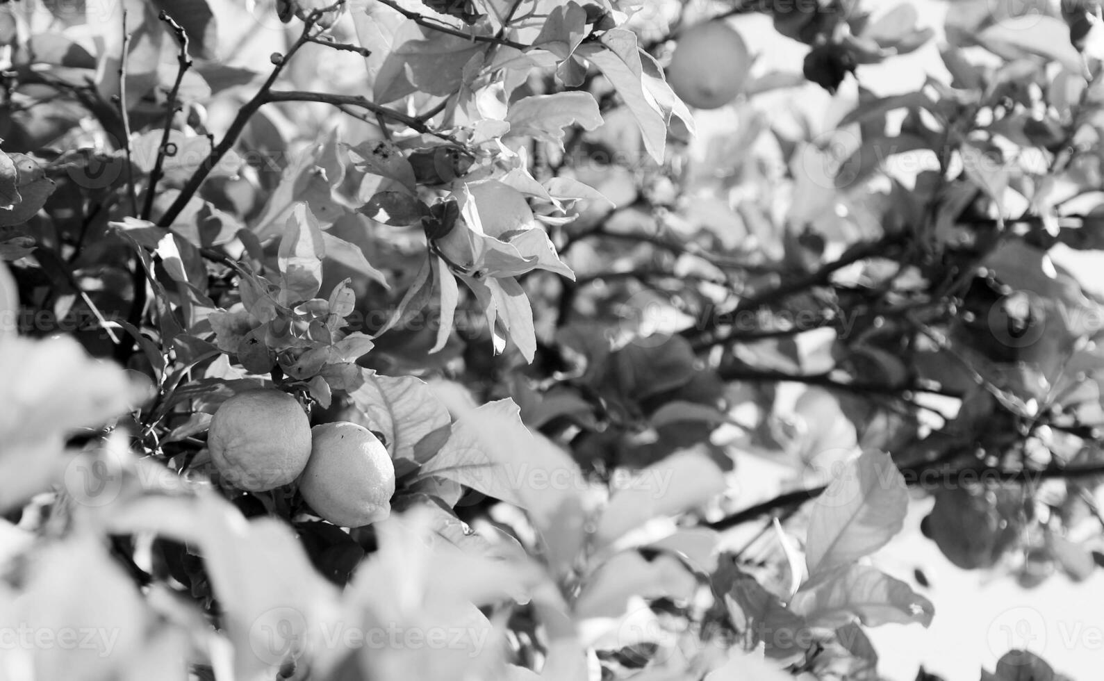 Bunches of fresh yellow ripe lemons on lemon tree photo