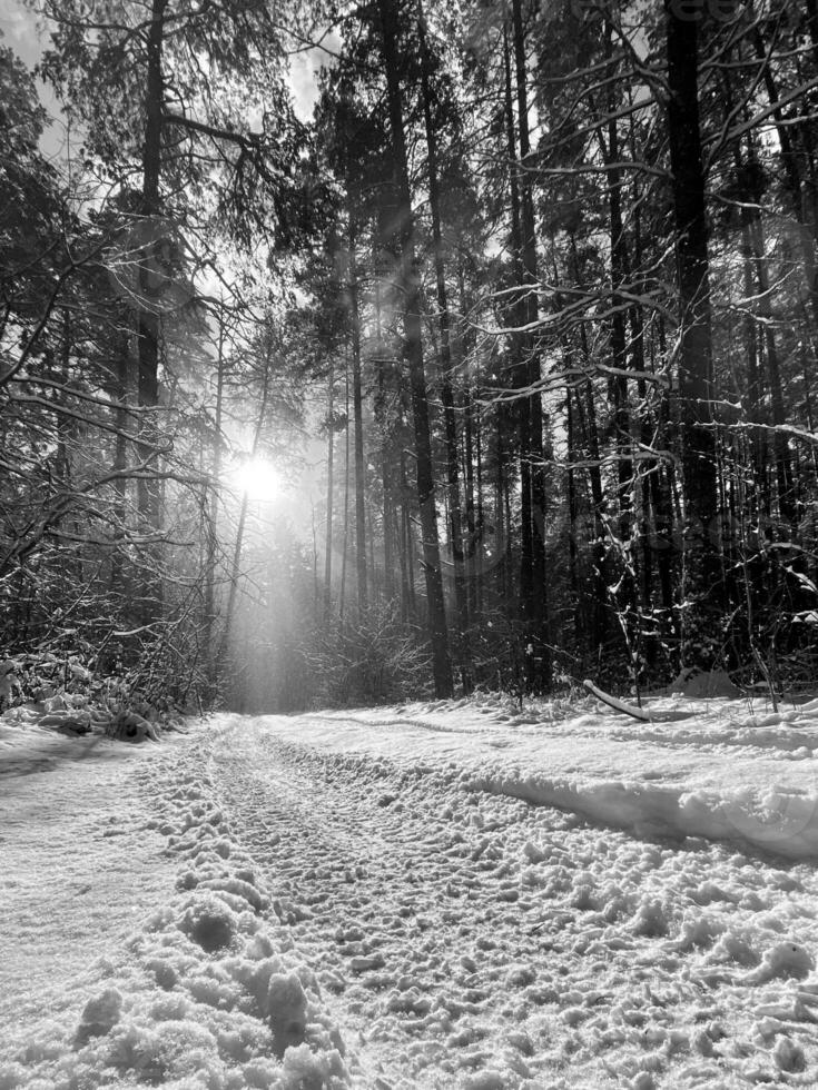 Photography on theme winter snow forest, beautiful bright sunset photo