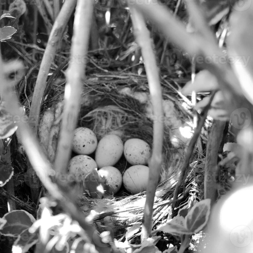 Eggs from oval strong shell waiting their mother in nest photo
